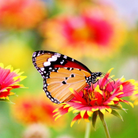 Butterfly on a flower