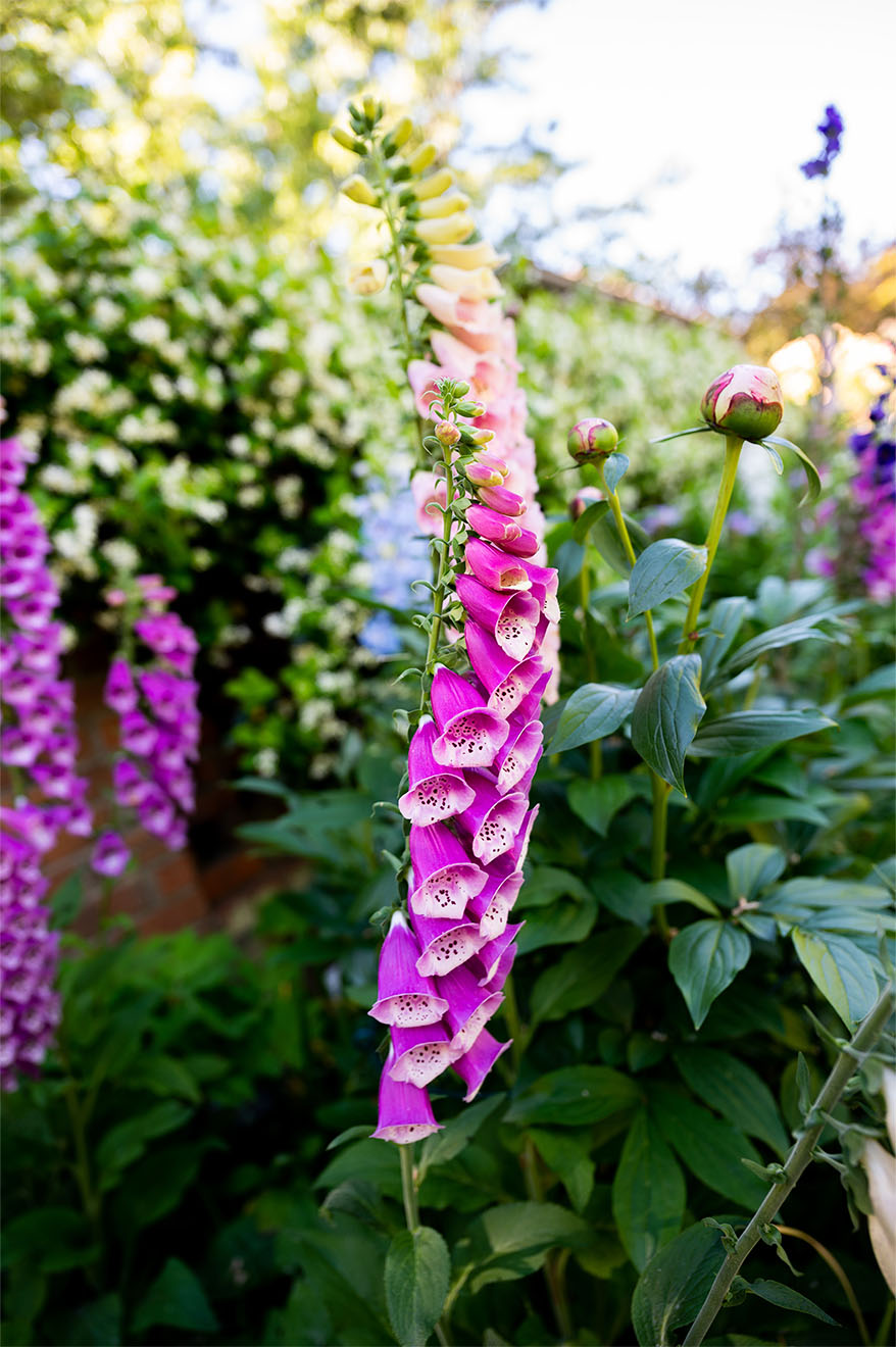 Flowers in the garden